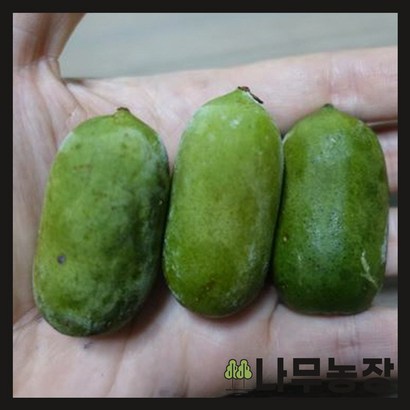 왕다래 5치 포트