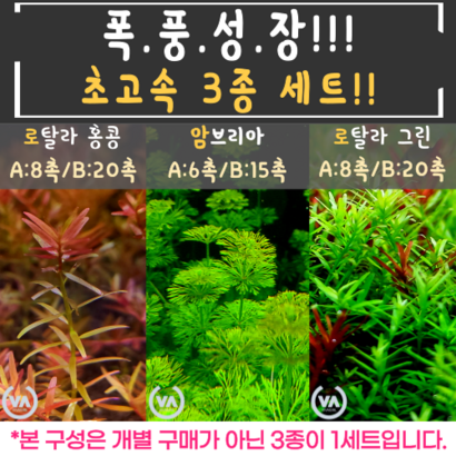 [비바소녀] 폭풍 성장 로탈라 홍콩 로탈라 그린 암브리아 3종세트