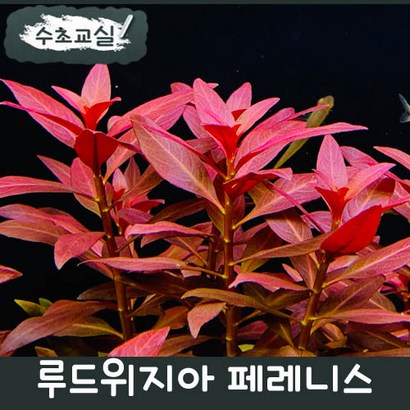 [수초교실] 키우기 쉬운 붉은 수초 루드위지아 페레니스 1촉 리뷰후기