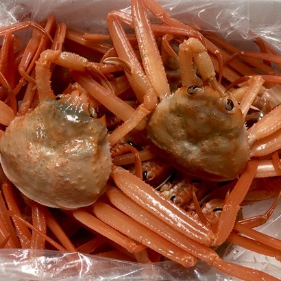 마켓통 연지홍게 13마리 포항 구룡포 산지직송 비품연지홍게