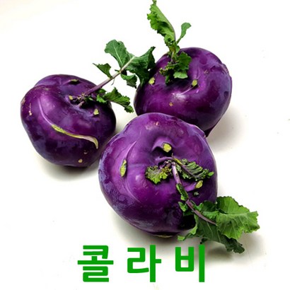 싱싱한 제주 콜라비 햇콜라비 컬러푸드