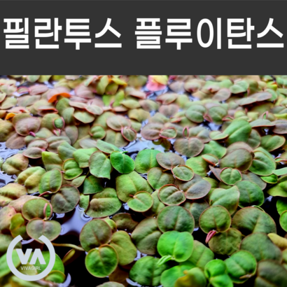 [비바소녀] 필란투스 플루이탄스