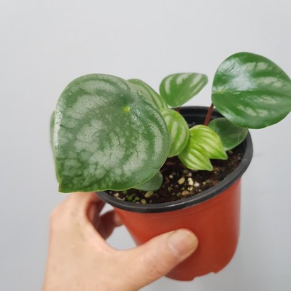 수박페페