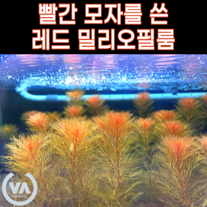 [비바소녀] 빨간모자를 쓴 레드 밀리오필룸  초보수초 쉬운수초 포인트수초 수초레이아웃