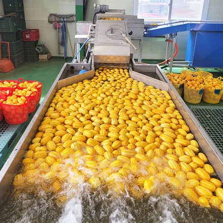 성주 꿀 참외 산지직송 당도선별 가정용, 5kg (가정용 랜덤과), 1개