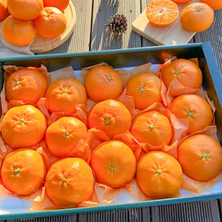 18brix 상큼달콤 특상급 레드향 선물세트, 1개, 3kg(가정용)