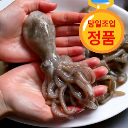 [당일어획] 국내산 제철 알배기 쭈꾸미 국내산 알 생물, 1개, 당일어획 활 쭈꾸미 1kg