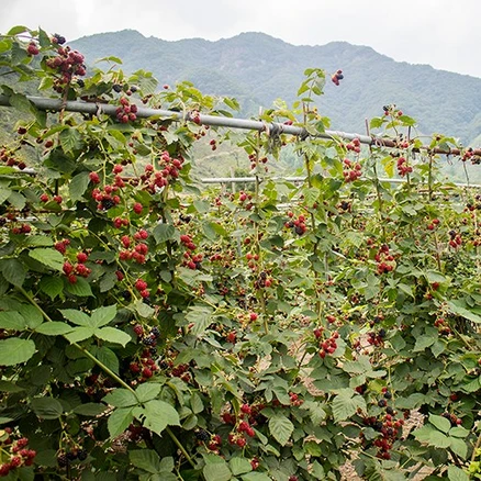 백운팜 햇 블랙베리 슈퍼복분자(급냉) 에어세척3차선별, 1박스, 5kg