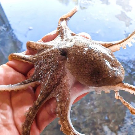 25년 제철 국내산 활 알주꾸미 1kg 생물 알배기쭈꾸미, 국내산 활주꾸미 1kg(15미내외), 1개