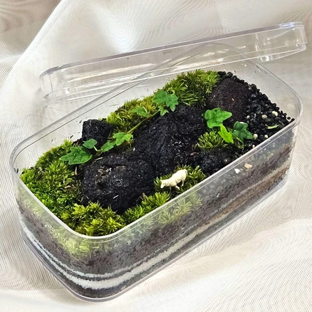 테이블가드닝 티라미숲 테라리움 키트 제주애기모람 미니마 미니테라리움 만들기, 낮은 화산석 용기, 1개