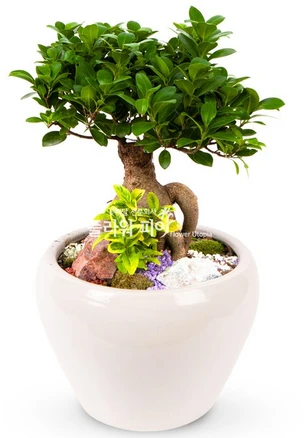 플라워피아 개업화분 집들이 승진 취임선물 공기정화식물 관엽식물 축하 인테리어, 1개, 인삼벤자민(테이블용-일반형)