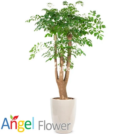 엔젤플라워 초특가 특대형식물 개업화분 축하화분 행운목 황금죽 고무나무 당일배송꽃배달, A20 해피트리, 1개