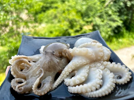 급랭 활 주꾸미 1kg 9미 내외 원물 대사이즈 자연산, 급냉 활 주꾸미 1kg (9미 내외)