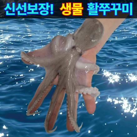 [특상품] 산지직송 국내산 활쭈꾸미, 1개, 생물쭈꾸미 1kg