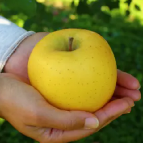 [극강brix] 부사보다새콤아삭한 황금사과(시나노골드) 못난이사과 가정용초특가한정, 1개, 3kg-추천-상품