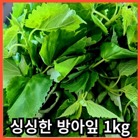 [산지배송] 국내산 싱싱한 생 방아잎 방앗잎 초피 산초 제피 잎 1kg, 1개-추천-상품