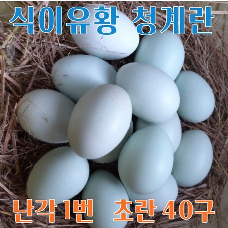 강원고성 자연방사 청란 (초란) 청계란 유정란 (난각1번), 40구, 1개-추천-상품