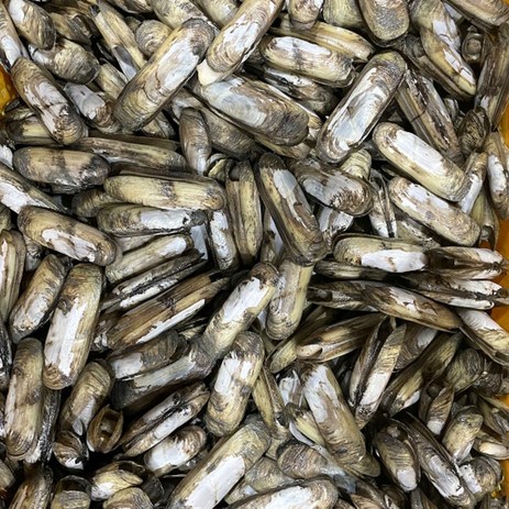 국산 남해안 생물 맛조개, 1kg, 1개-추천-상품