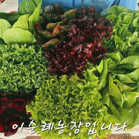 채소맛집! 이순례농장 단품 로메인/단품 케일/유럽
