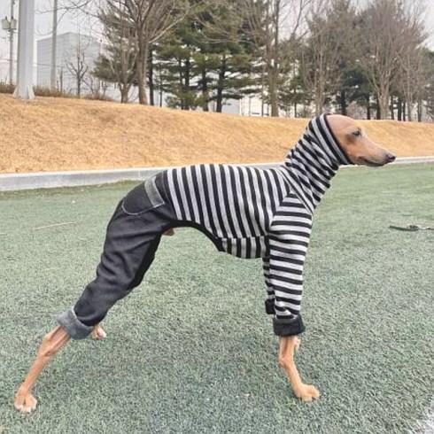 2023년 가성비 최고 이탈리안그레이하운드옷 - 도기스타 이탈리안그레이하운드옷 아이쥐옷 스판기모 단가라 데님 올인원, 블랙