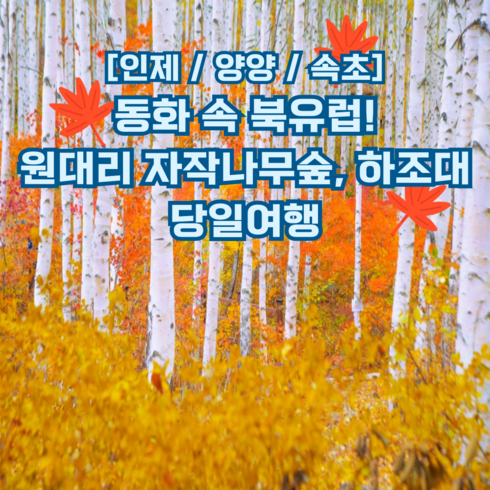 유럽여행 - [강원] 동화속 북유럽~인제 원대리자작나무숲, 양양 하조대, 속초중앙시장 당일여행