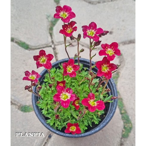 운간초 삭스프라가 봄꽃 야생화 꽃모종 빨간꽃, 1개