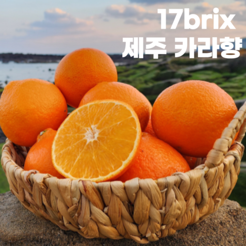 카라향10kg TOP01