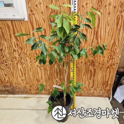 DR레몬나무 7치화분 결실주 (대), 1개