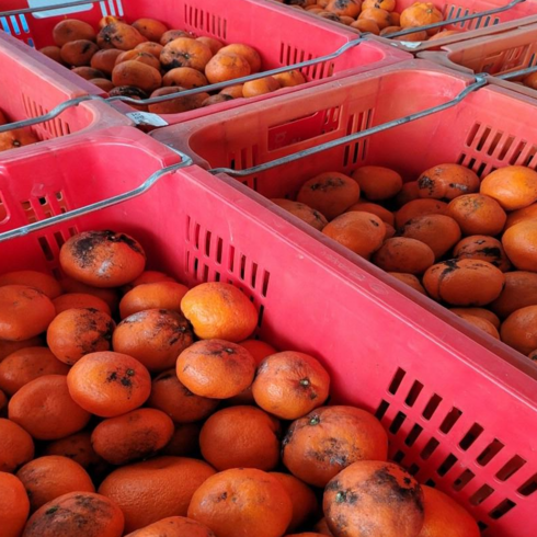 [제주올팜] 제주 감귤, 1개, 비가림 감귤 중품 혼합과 4.5kg