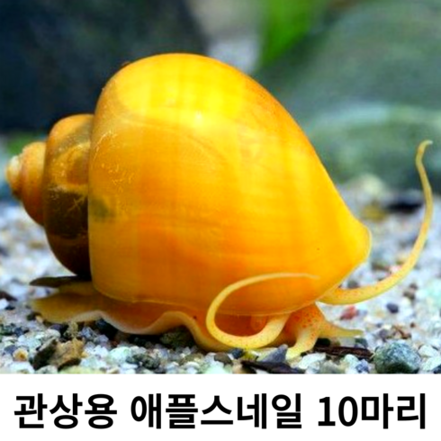 [안전배송] 애플스네일 10마리 물달팽이 수족관달팽이, 1개
