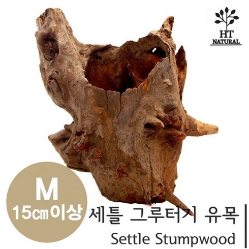 세틀 그루터기 유목 M (15cm이상), 1개