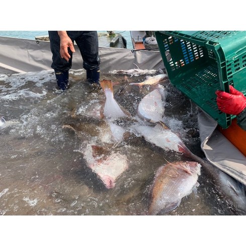 성현상회 - 지금이제철!! 직접잡는 서천 마량포구 광어축제 자연산광어회1kg, 1개