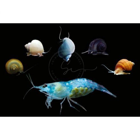 Swimming Creatures 10 블루벨벳 (AKA 블루젤리) 네오카리디나 새우 3종 신비달팽이 민물 수족관 100% 라이브 도착 보장