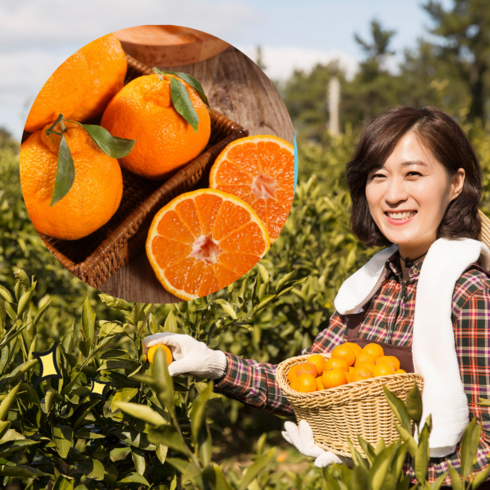 먹사부 (산지직송) 고당도 제주 레드향 천혜향 한라봉 황금향 선물세트 과일 명절 선물용 가정용, 레드향(가정용), 1개, (중소과) 1.5kg