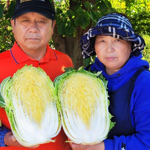 강원도고랭지절임배추 - 김장절임배추 강원도 고랭지절임배추 20kg 황금 절임배추, 1박스