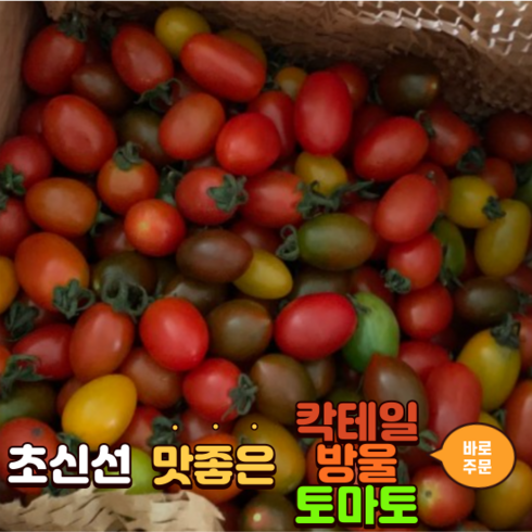 오색 컬러 대추 방울토마토 토마토 750g 로얄과 칼라방울대추토마토 찰토마토 스테비아 칵테일 토마토, 4kg, 1개