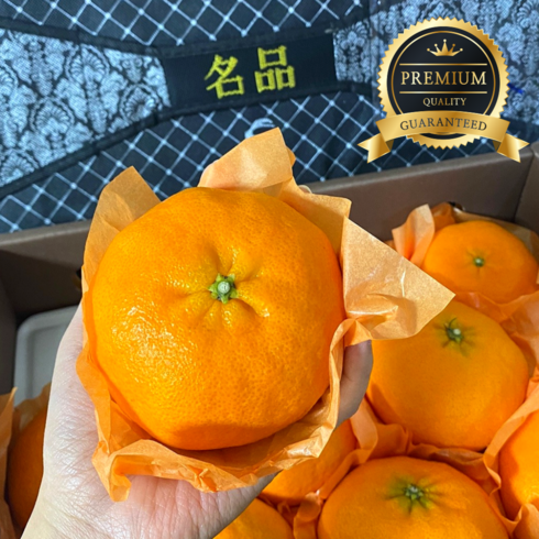 [에덴프룻] 최상품 백화점급 제주 산지직송 레드향 선물용, 1박스, 3kg