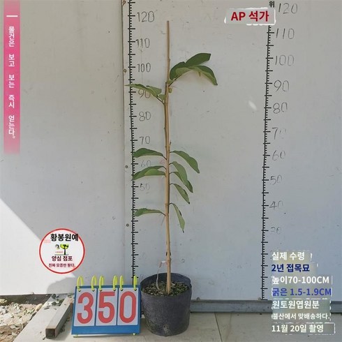 두리안 묘목 - 석가묘 두리안 석가판여지 붓다불두과 접목묘 베란다정원 분재지에 묘목 심기, AP 석가 98위안 350호 2년물도, 15cm 이하