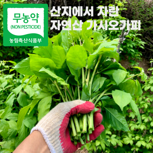 무농약 강원도 평창 자연산 가시오가피순, 1개, 가시오가피순 1kg