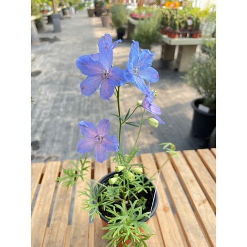 Delphinium 델피니움 델피늄(작은개체 출고) 야생화 서비내 무호화훼 서비야드, 1개