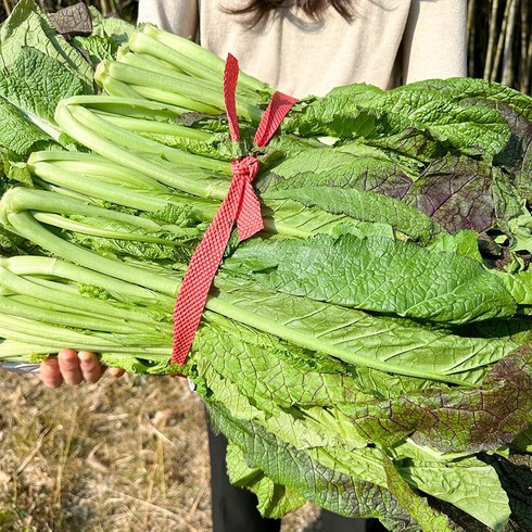 남도5일장 경매직송 당일선별 돌산갓 안갓 약 5kg, 1박스