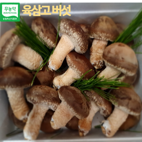 송화버섯 - 육삼고버섯 송화버섯 선물세트 1kg 항암효과 면역력향상 친환경(원산지 강원도평창), 1개, 프리미어특상품