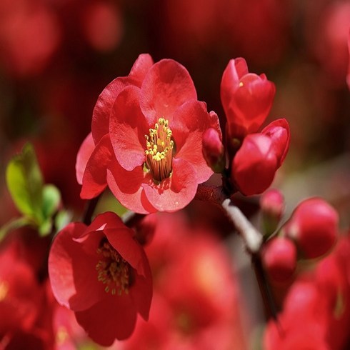 착한가격 나무생각 / 명자나무(흑광) / 1m / 개화주, 1개