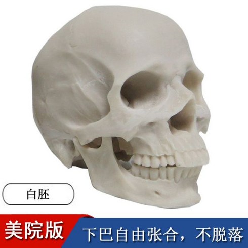 골격 해부 근육 신경 뼈 두개골 실습 해부학 예술 인간 근골격 그림 참조 흉상 머리 모델 권장 중립, 아름다움 1:2 두개골: 흰색 배아: 분리형 턱