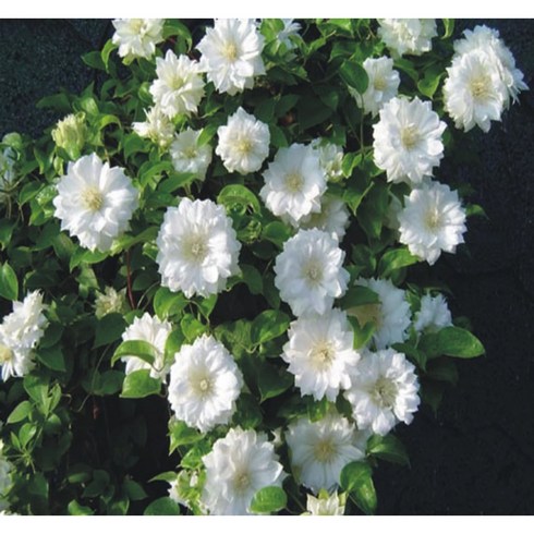 큰꽃으아리 - 클레마티스 더치스 오브 에덴버러 120L포트 큰꽃으아리 봄꽃 넝쿨식물 흰색겹꽃 꽃보러가자, 1개