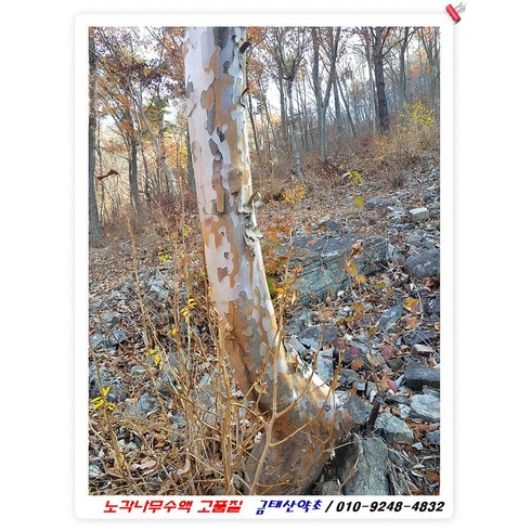 노각나무수액/ 페트병 1.5리터 1개/ 2만5천원/수백년 첫물/ 3개이상 구매 가능, 1개, 1.5L