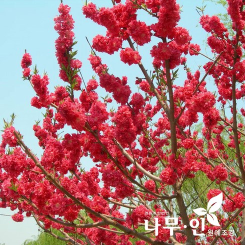 [나무인] 꽃복숭아(홍도화) 묘목 2그루, 1개