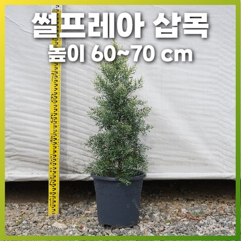 삽목 썰프레아 H60~70cm 포트묘 강력 피톤치드 반려식물 실내 조경 인테리어 화분, 1개