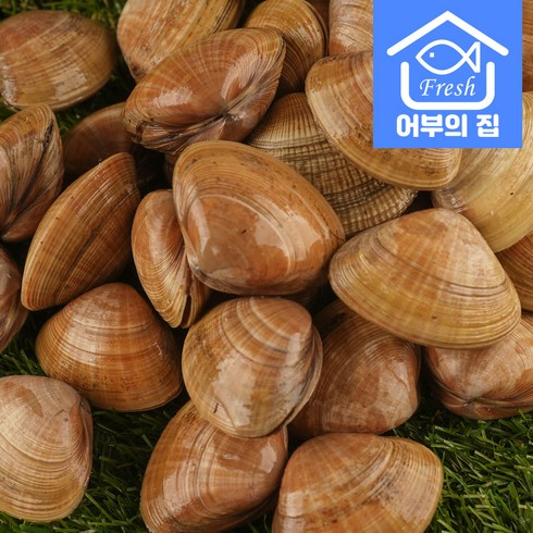 국내산 제철 조개 구이 탕 명주조개 1kg, 1개