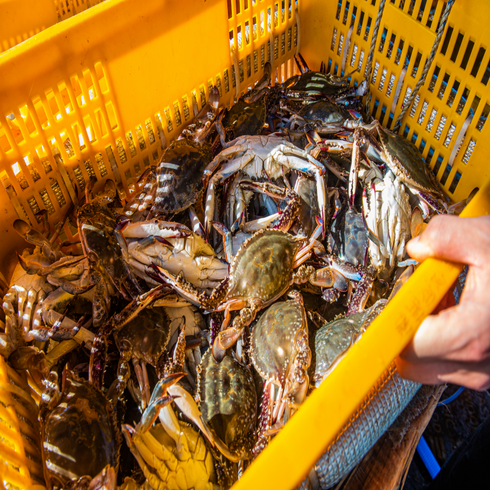 직접 선별 국내산 당일바리 활 숫꽃게 1kg 3~6미 / 산지직송 / 단맛 최강, 1박스